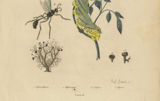 Pair of French Sphinx Moth Engravings by Duméril & Guérin, 1835, view 5