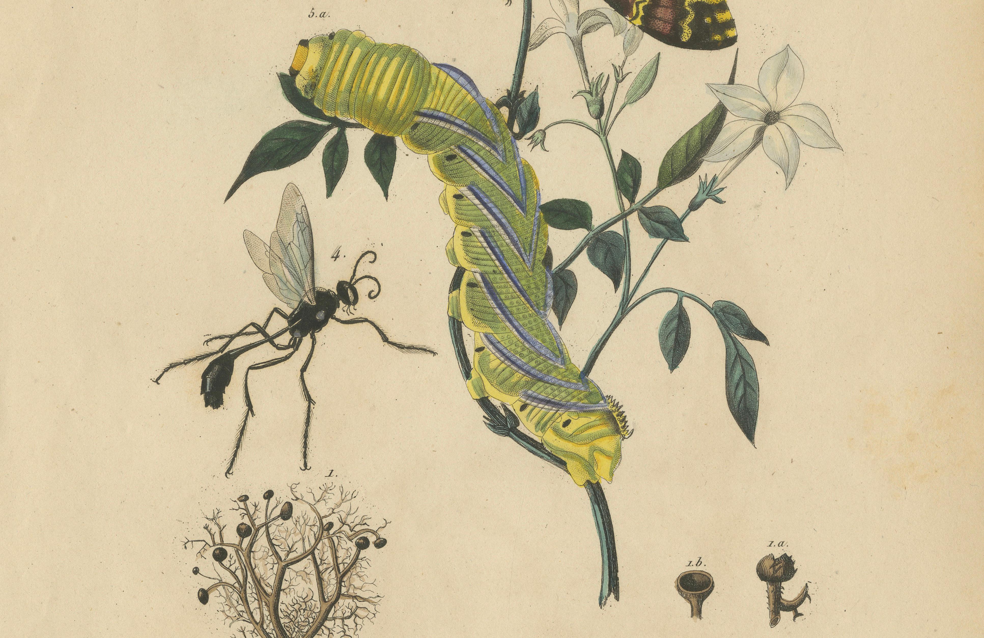 Pair of French Sphinx Moth Engravings by Duméril & Guérin, 1835