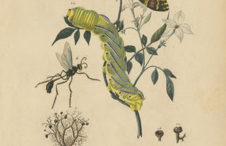 Pair of French Sphinx Moth Engravings by Duméril & Guérin, 1835, view 6