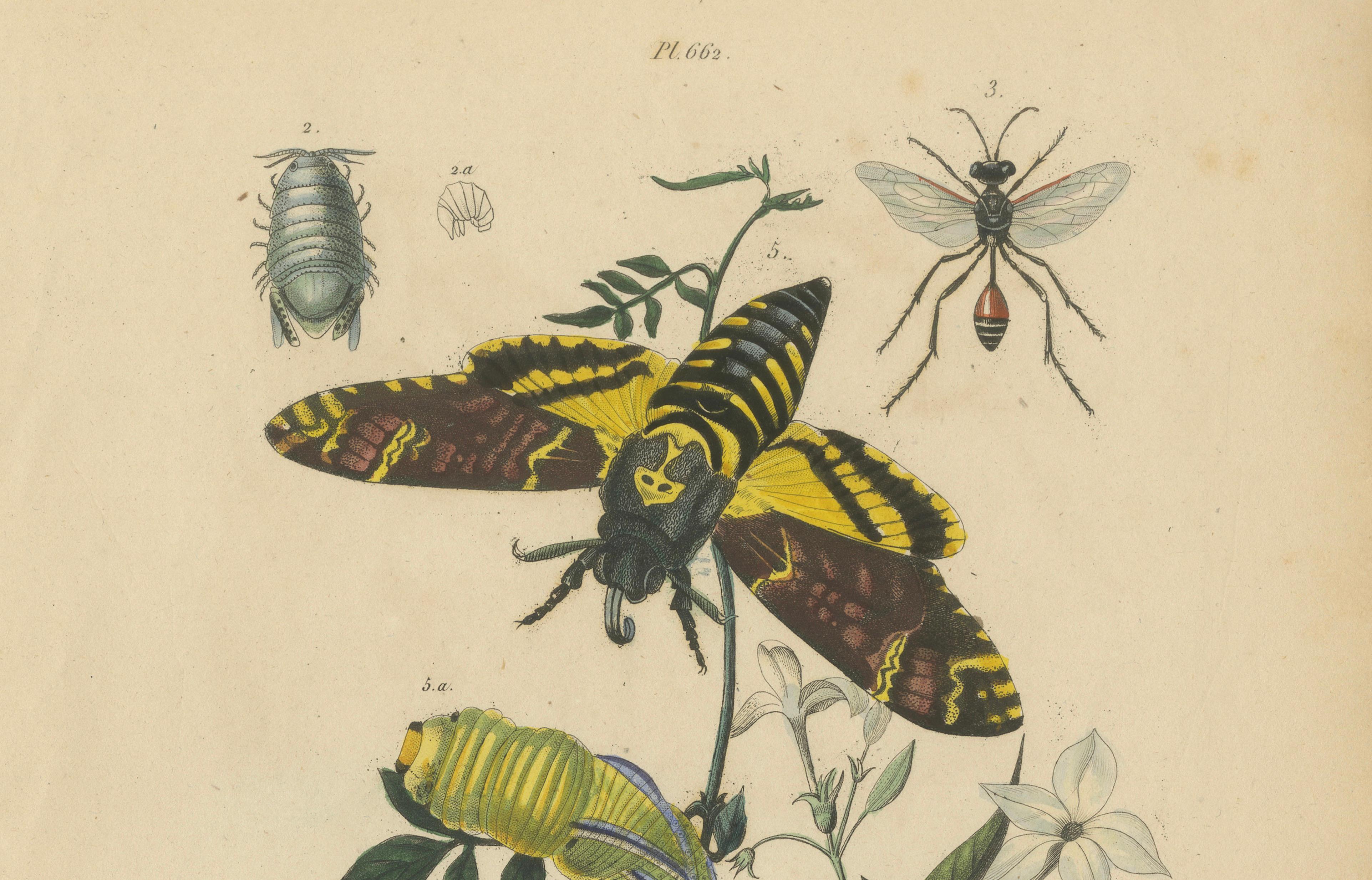 Pair of French Sphinx Moth Engravings by Duméril & Guérin, 1835
