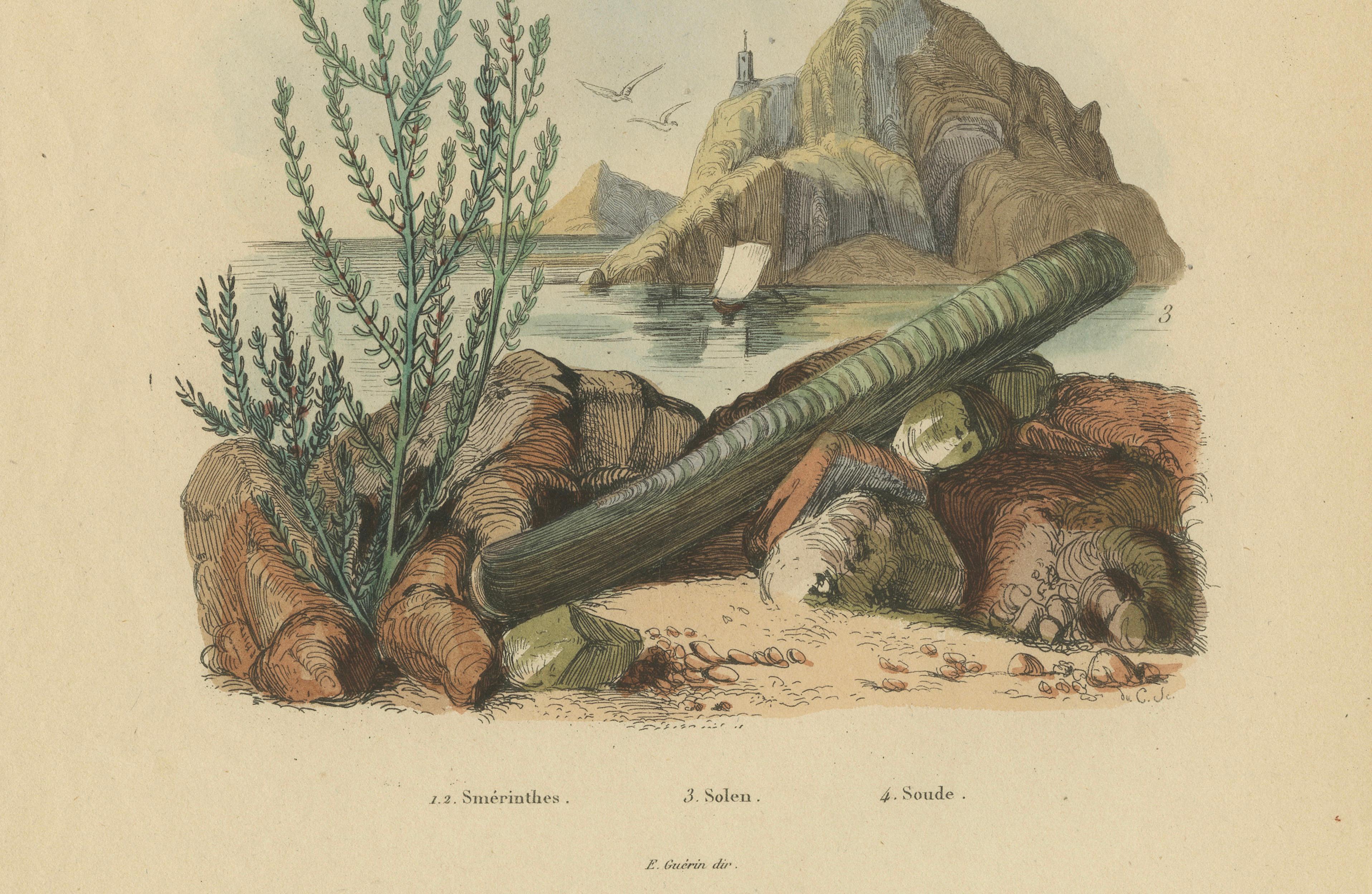 Pair of French Sphinx Moth Engravings by Duméril & Guérin, 1835