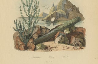 Pair of French Sphinx Moth Engravings by Duméril & Guérin, 1835, view 8