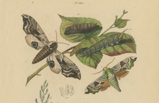 Pair of French Sphinx Moth Engravings by Duméril & Guérin, 1835, view 9