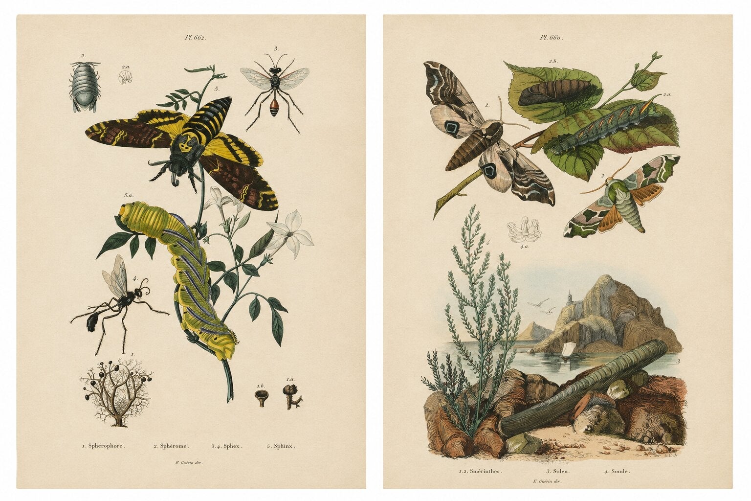 Pair of French Sphinx Moth Engravings by Duméril & Guérin, 1835