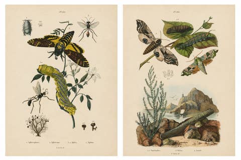 Pair of French Sphinx Moth Engravings by Duméril & Guérin, 1835