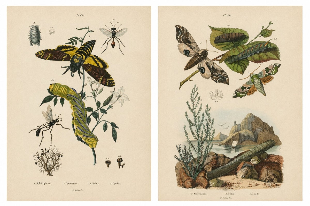 Pair of French Sphinx Moth Engravings by Duméril & Guérin, 1835