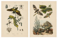 Pair of French Sphinx Moth Engravings by Duméril & Guérin, 1835