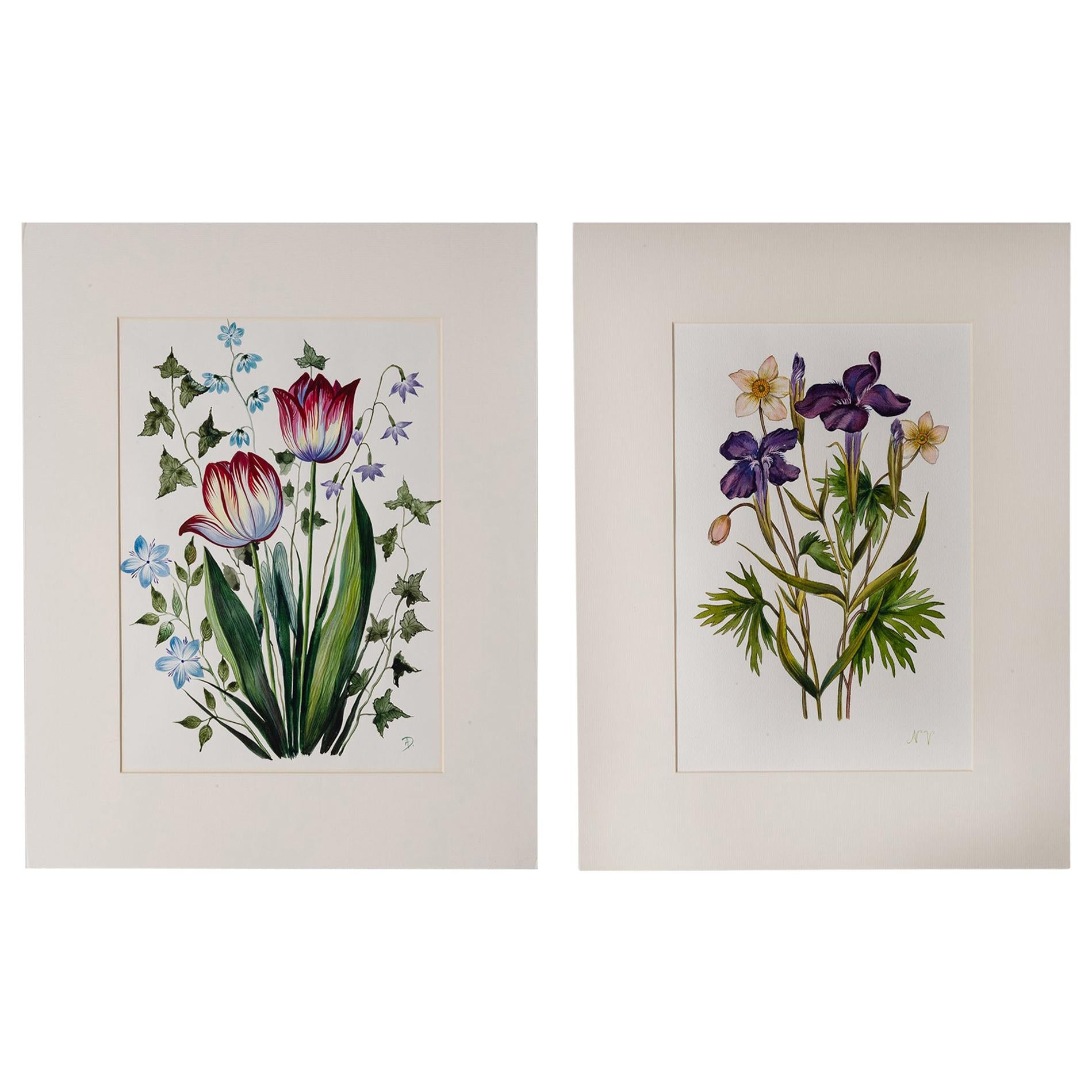 Pair of Antique Watercolors of Iris and Tulips, 52x40 cm, Excellent