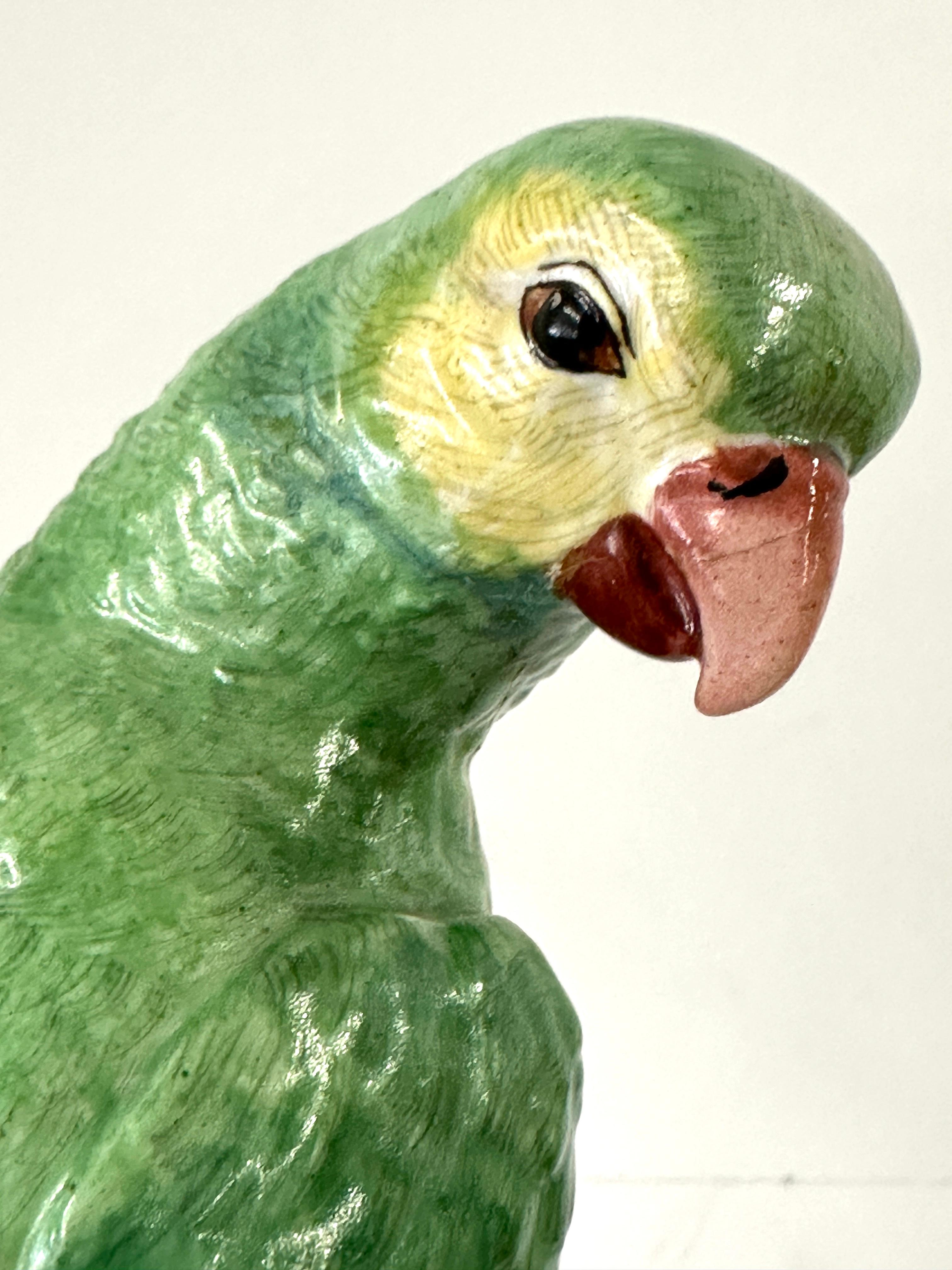 Pareja de loros altos alemanes de Dresde en venta 11