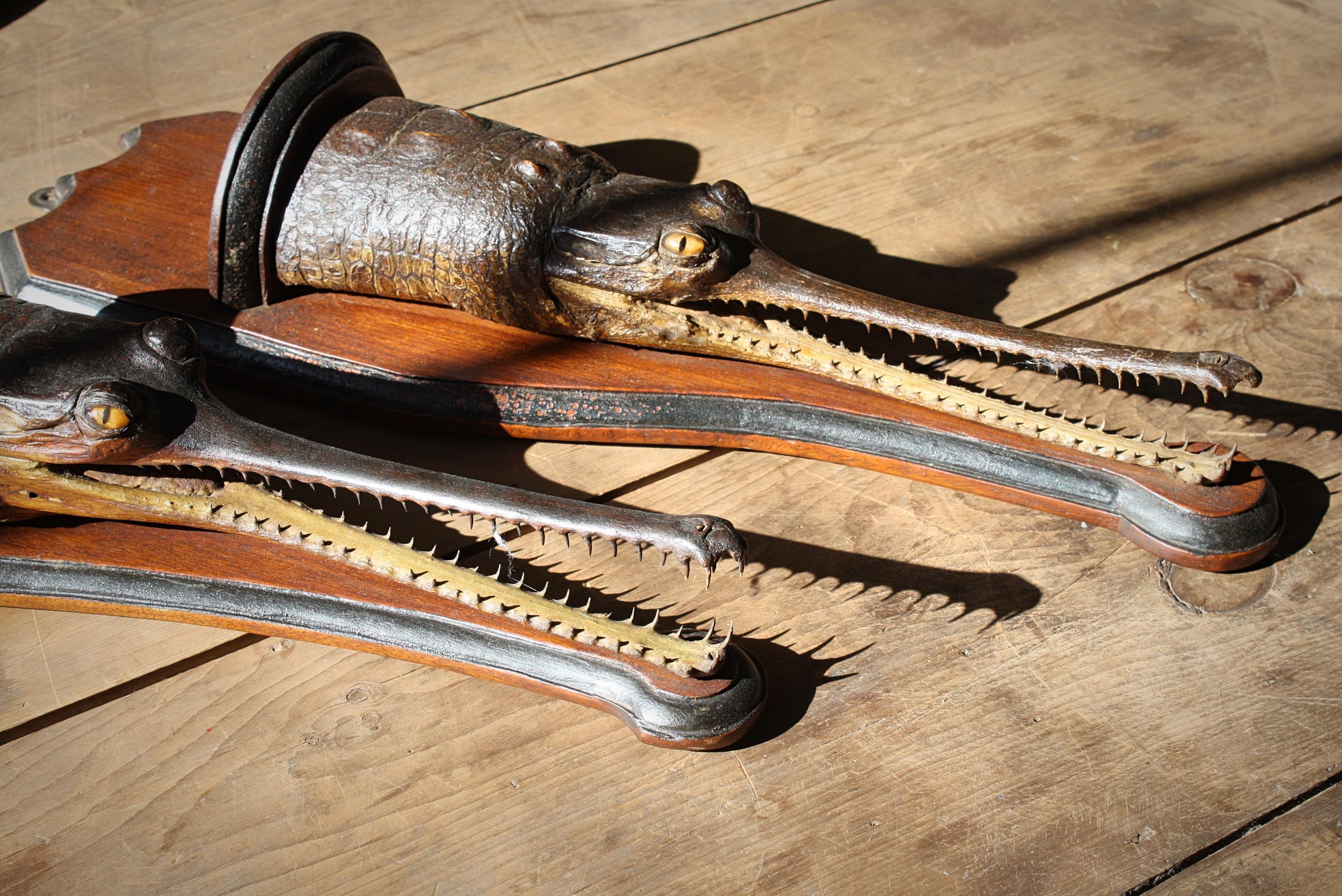 A pair of late 19th to early 20th century taxidermy head study of a juvenile gharial or gavial crocodile (Gavialis Gangeticus) with inset glass eyes, mounted to a shield backed bracket shelf, the bracket indistinctly stamped unfortunately