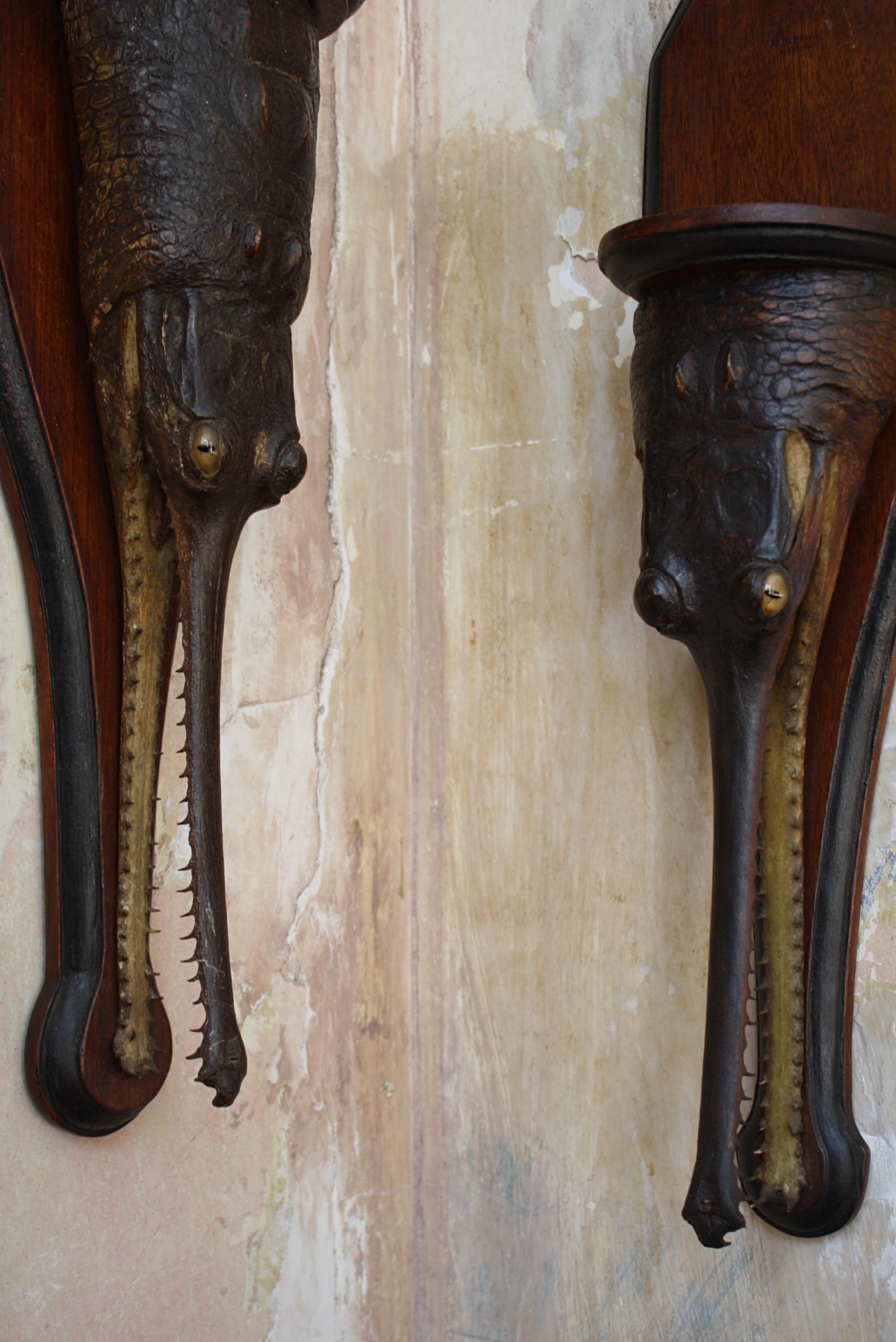19th Century Pair of Gharial 