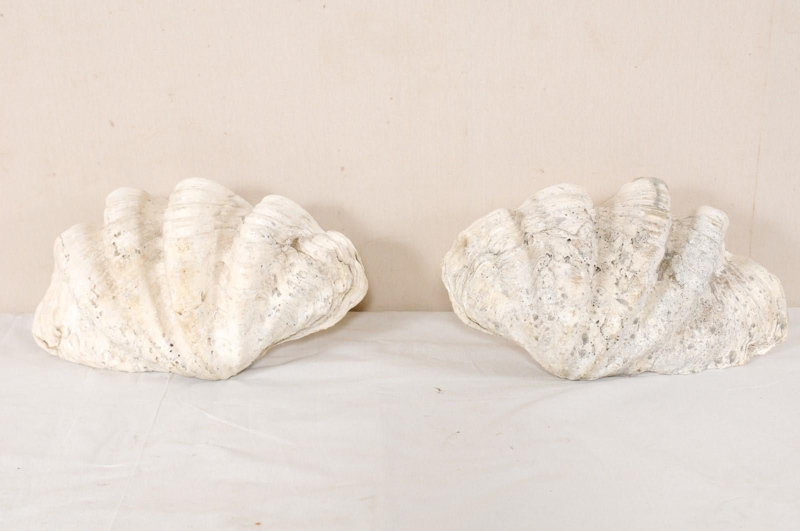 Pair of Giant Clam Shells, Make Beautiful Nautical Art Pieces or Bowls 2