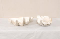 Pair of Giant Clam Shells, Make Beautiful Nautical Art Pieces or Bowls