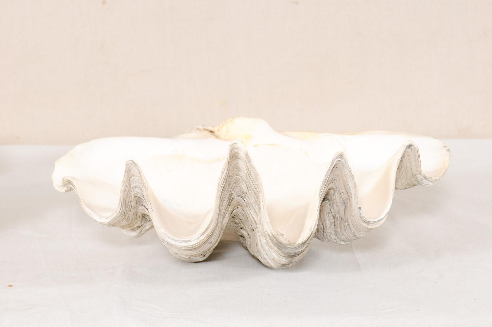 giant clam shell planter