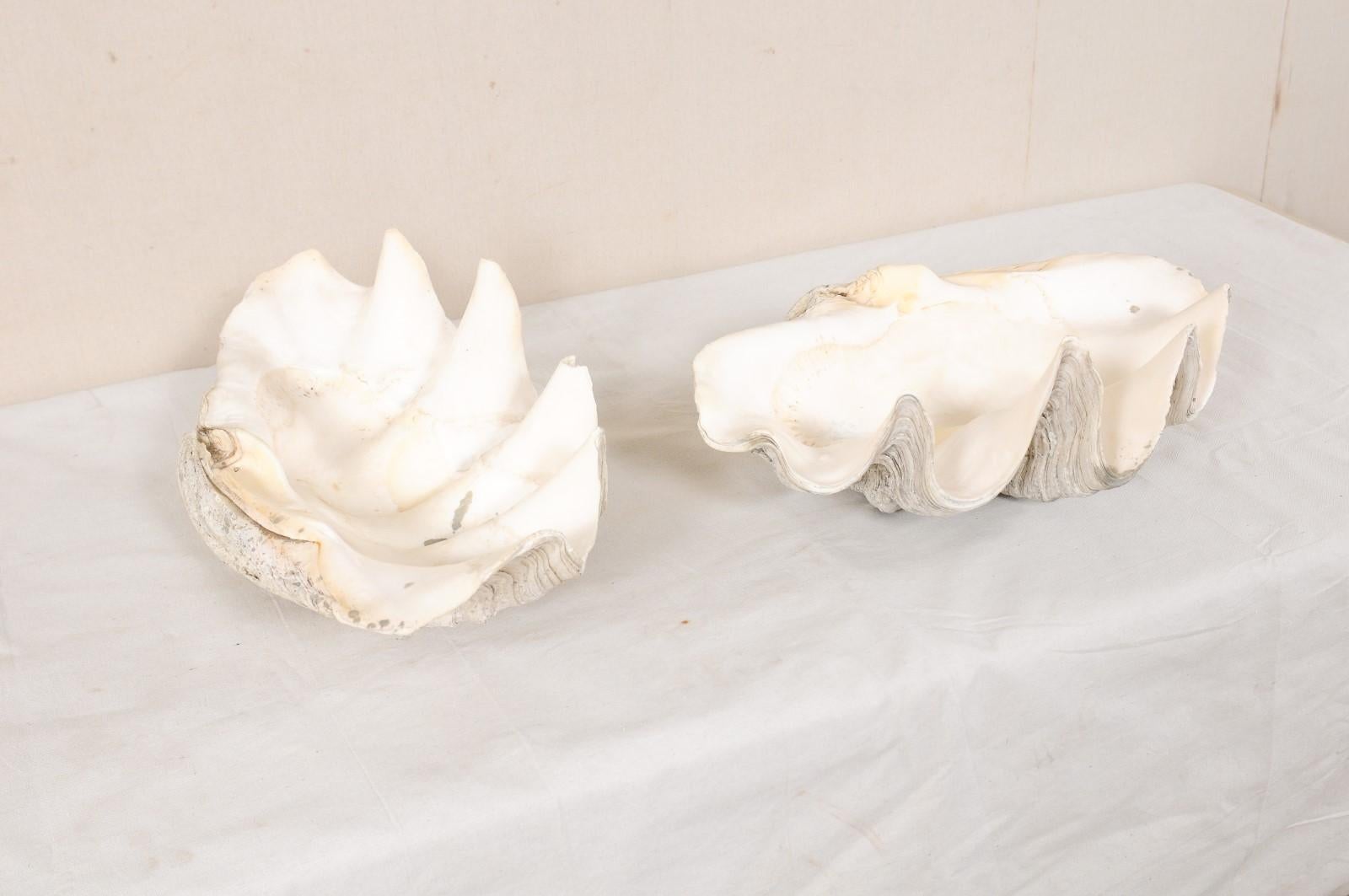 Pair of Giant Clam Shells, Make Beautiful Nautical Art Pieces or Bowls In Good Condition In Atlanta, GA