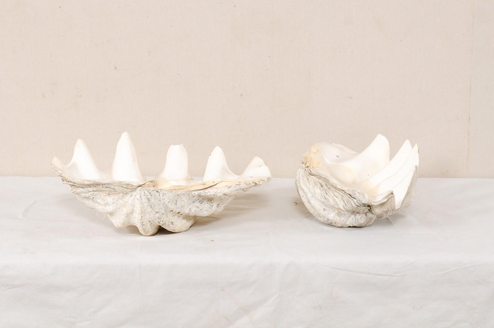 20th Century Pair of Giant Clam Shells, Make Beautiful Nautical Art Pieces or Bowls