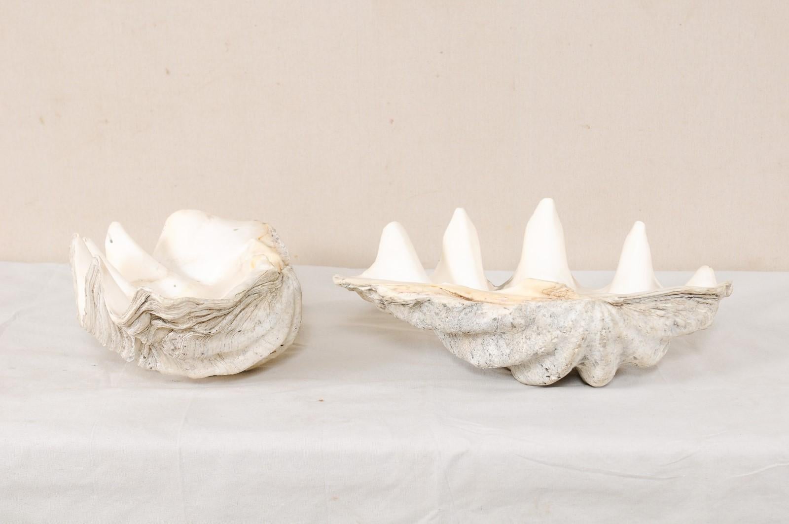 Pair of Giant Clam Shells, Make Beautiful Nautical Art Pieces or Bowls 1