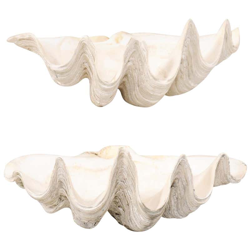 Pair of Giant Clam Shells, Make Beautiful Nautical Art Pieces or Bowls ...