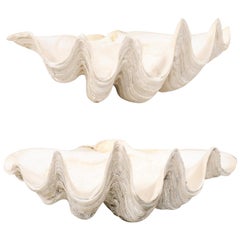 Vintage Pair of Giant Clam Shells, Make Beautiful Nautical Art Pieces or Bowls