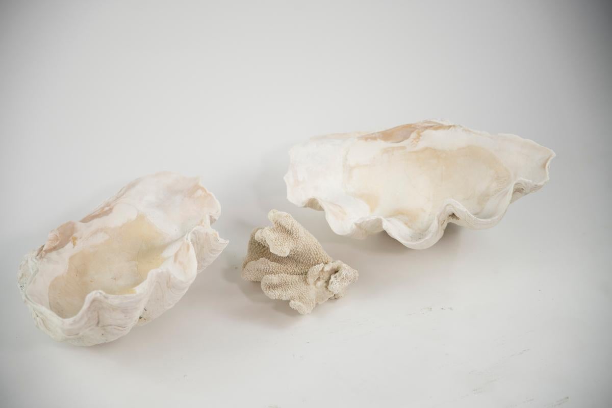 Shell Pair of Giant Clamshells  For Sale