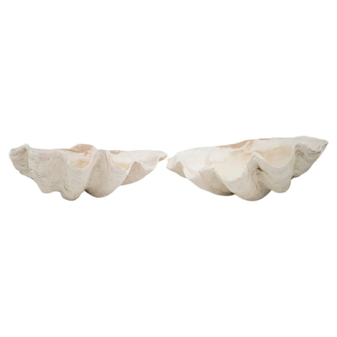 Pair of Giant Clamshells  For Sale