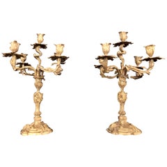Pair of Gilt Bronze Rococo 19th Century Candelabras / Candlesticks, Five Arms