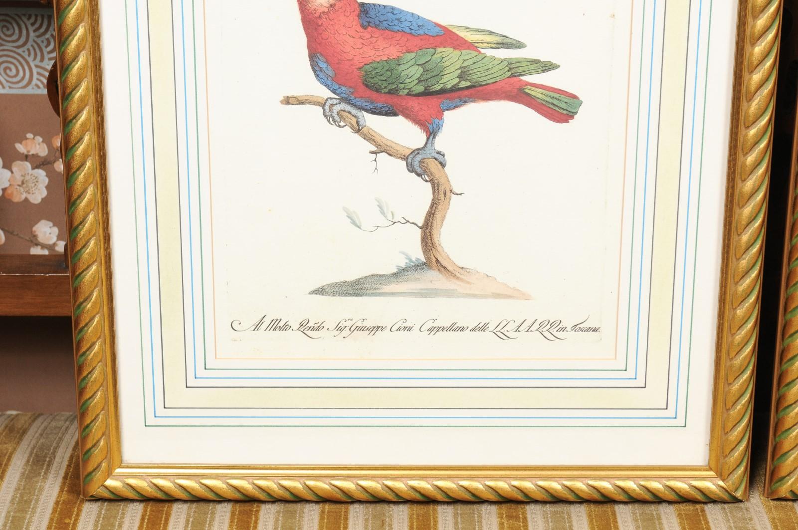Pair of Gilt Framed Bird Engravings with Later Hand Coloring For Sale 5