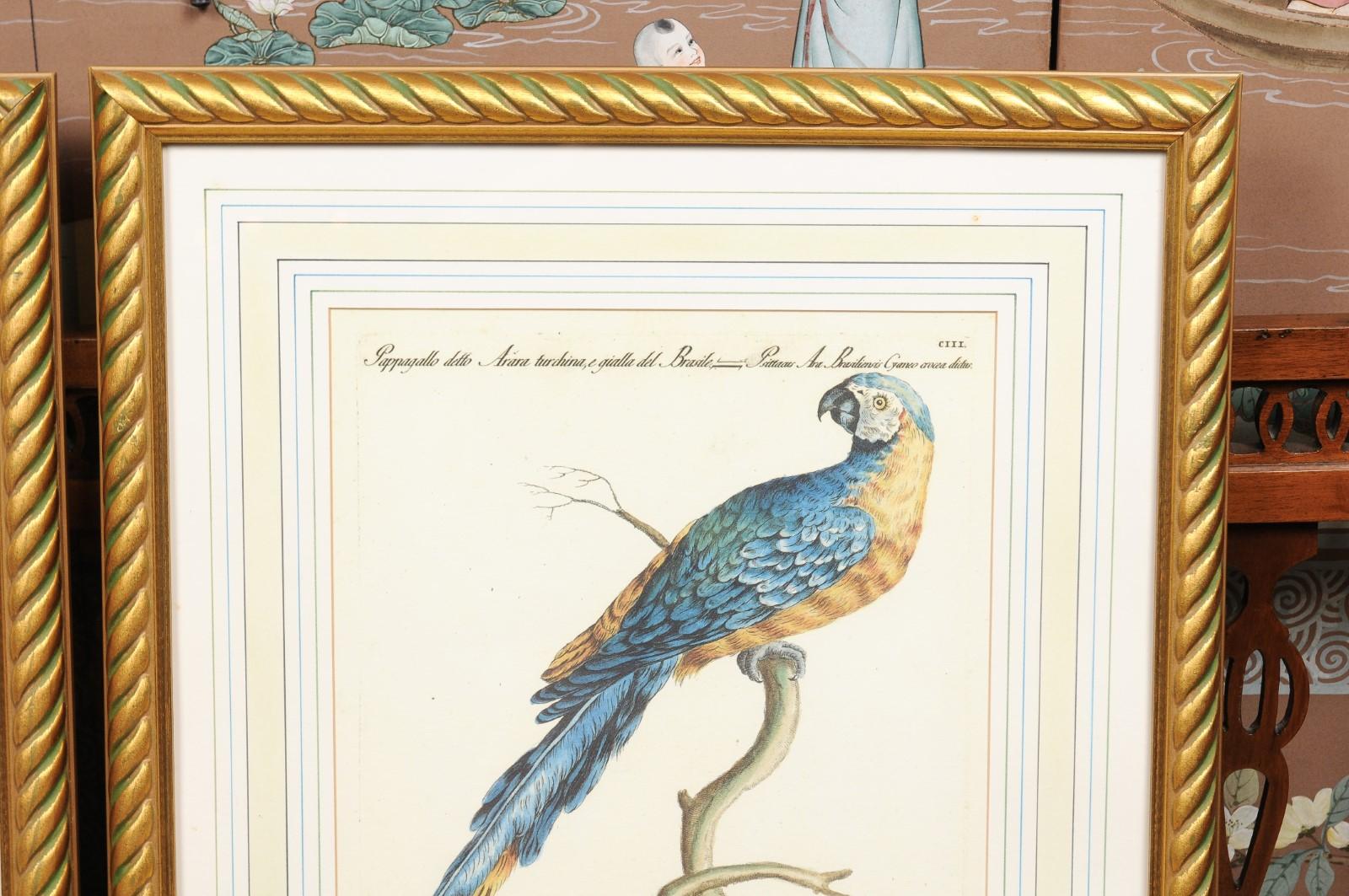 Pair of Gilt Framed Bird Engravings with Later Hand Coloring For Sale 6