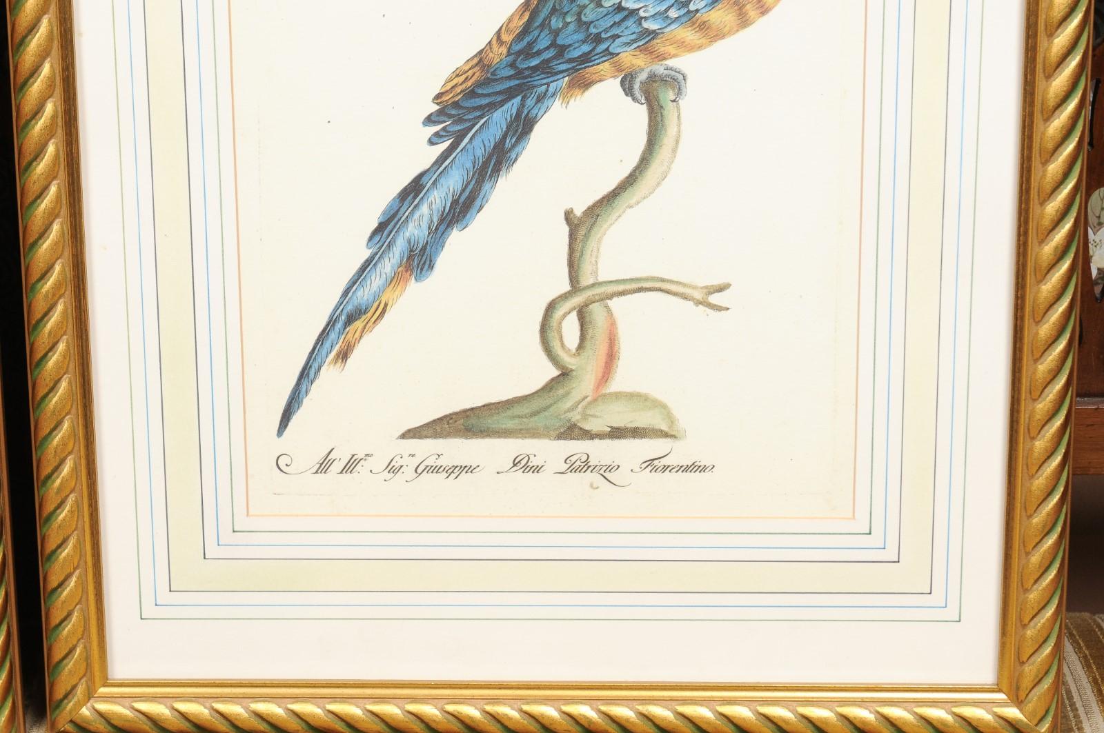 Pair of gilt framed bird engravings with later hand coloring.