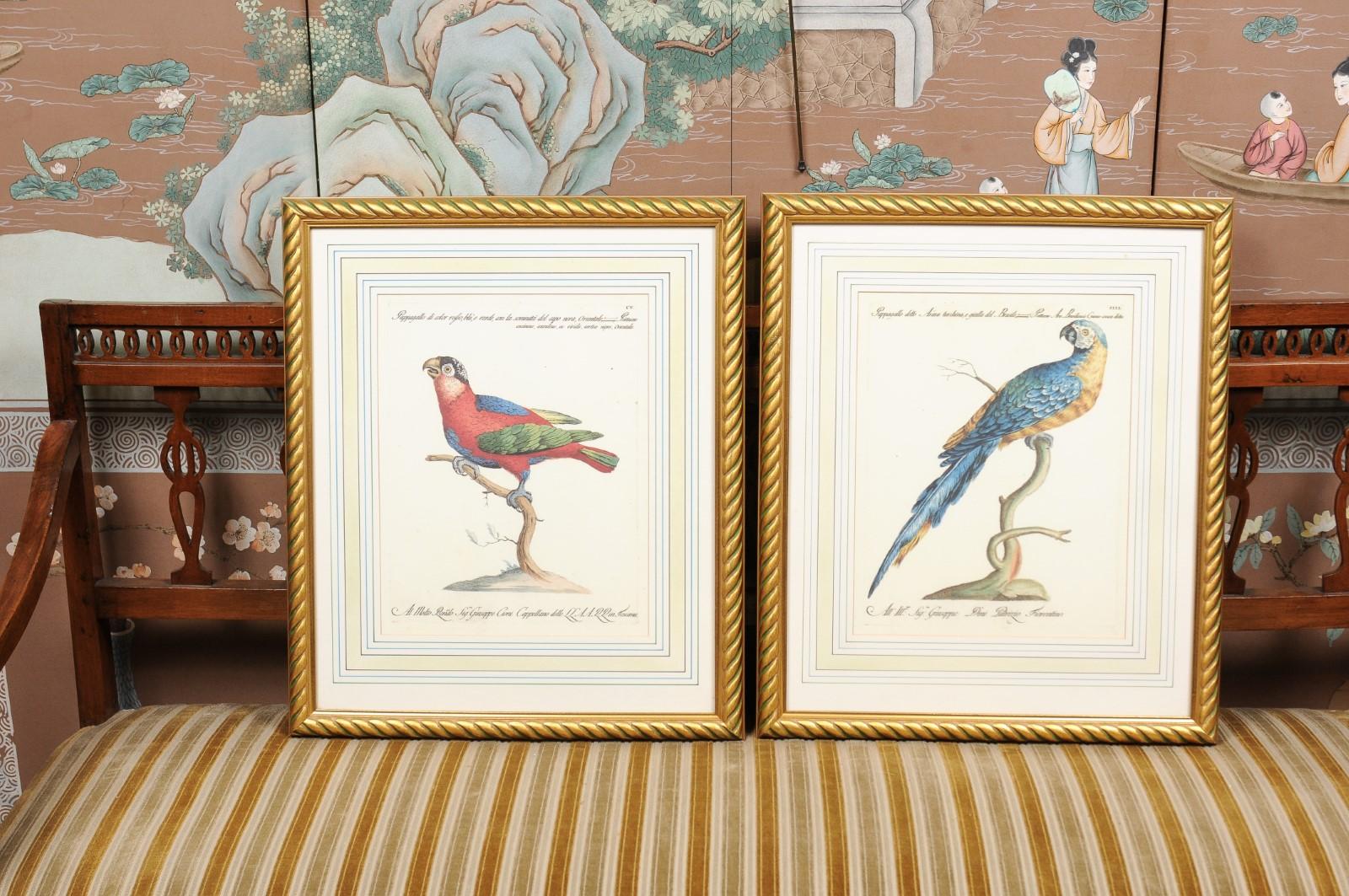 Pair of Gilt Framed Bird Engravings with Later Hand Coloring For Sale 1