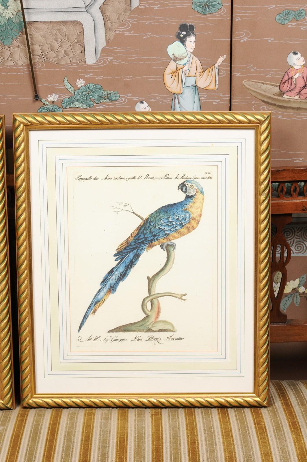 Pair of Gilt Framed Bird Engravings with Later Hand Coloring For Sale 2