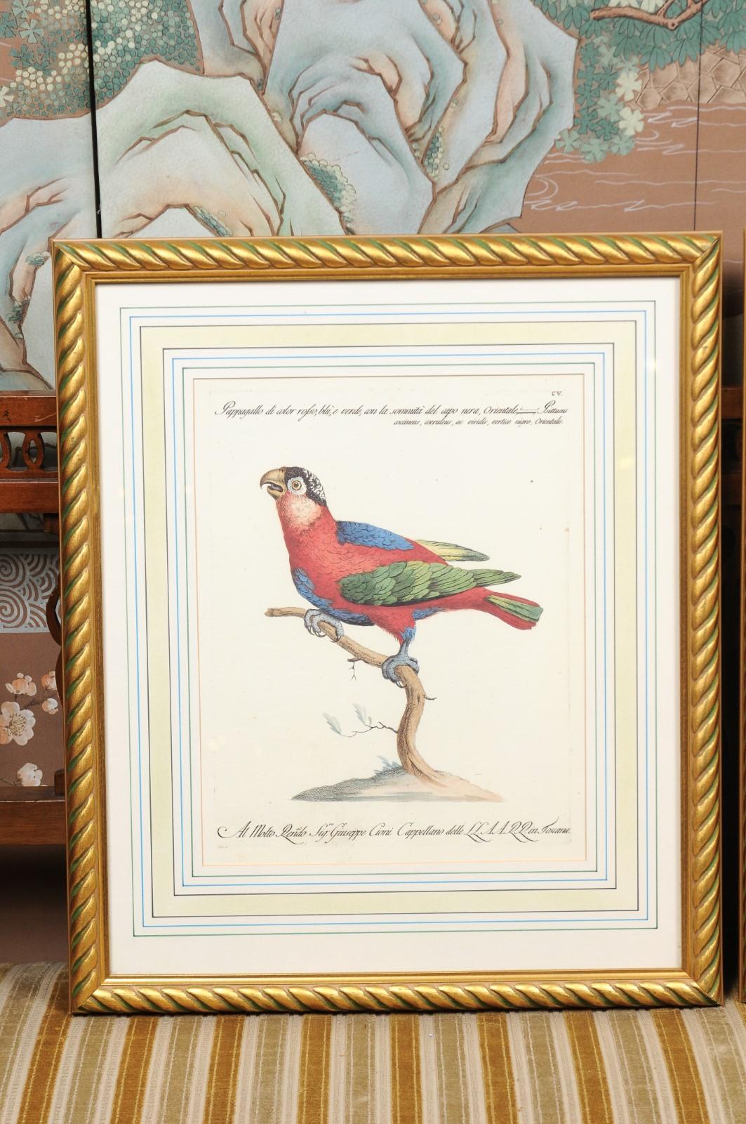 Pair of Gilt Framed Bird Engravings with Later Hand Coloring For Sale 3
