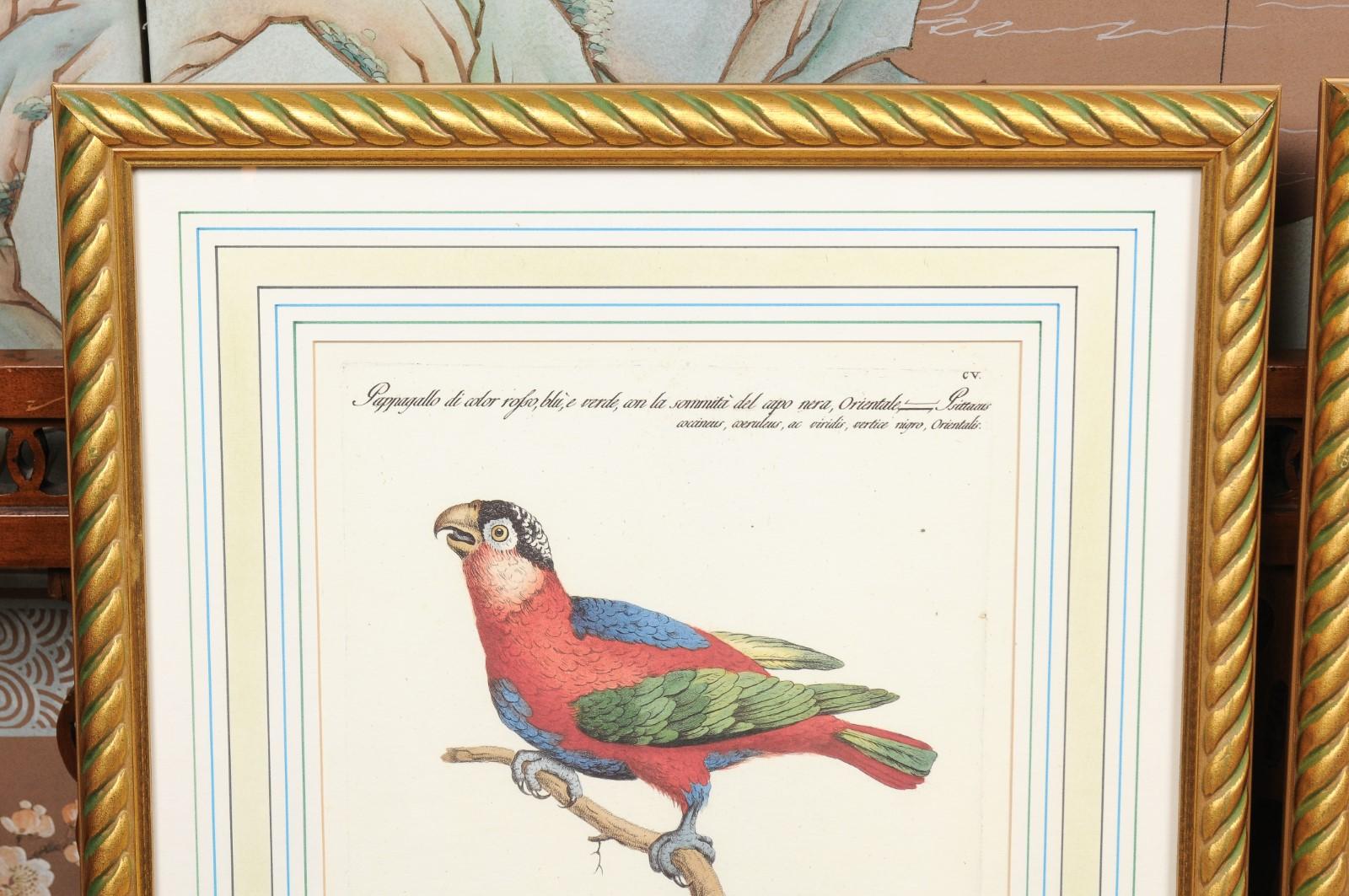 Pair of Gilt Framed Bird Engravings with Later Hand Coloring For Sale 4
