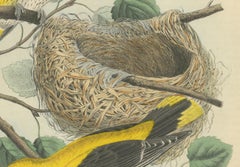 Pair of Golden Orioles and Nest on a Branch, from Book of Worlds, 1856