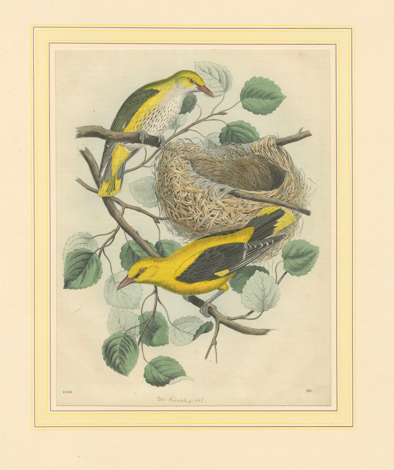 Coppia di orioli dorati e nido su un ramo, da Book of Worlds, 1856 in vendita 1