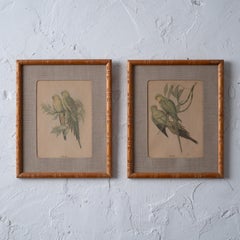 Pair of Gould Parrot Prints, 1940s