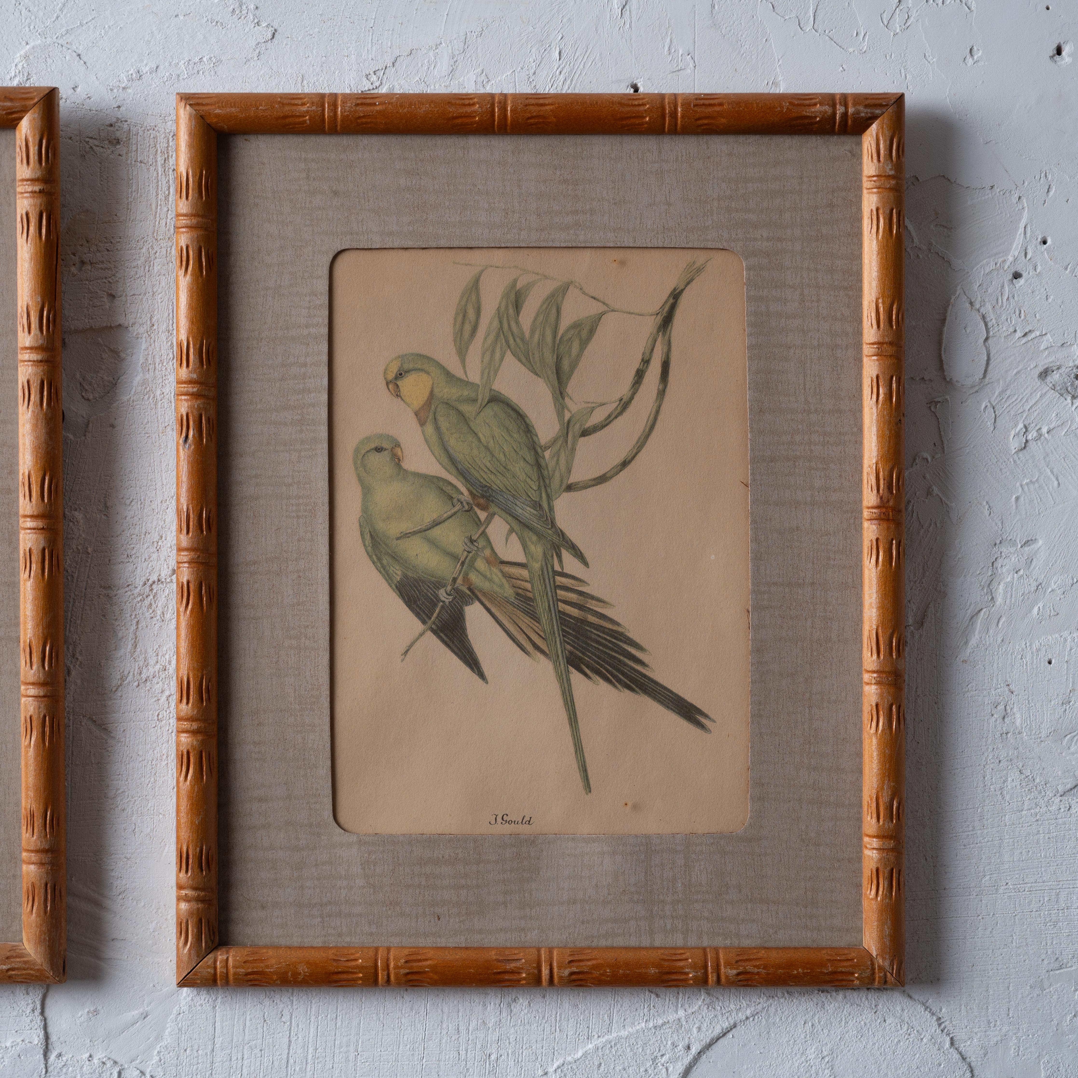 Vetro Coppia di stampe di pappagalli Gould, anni '40 in vendita