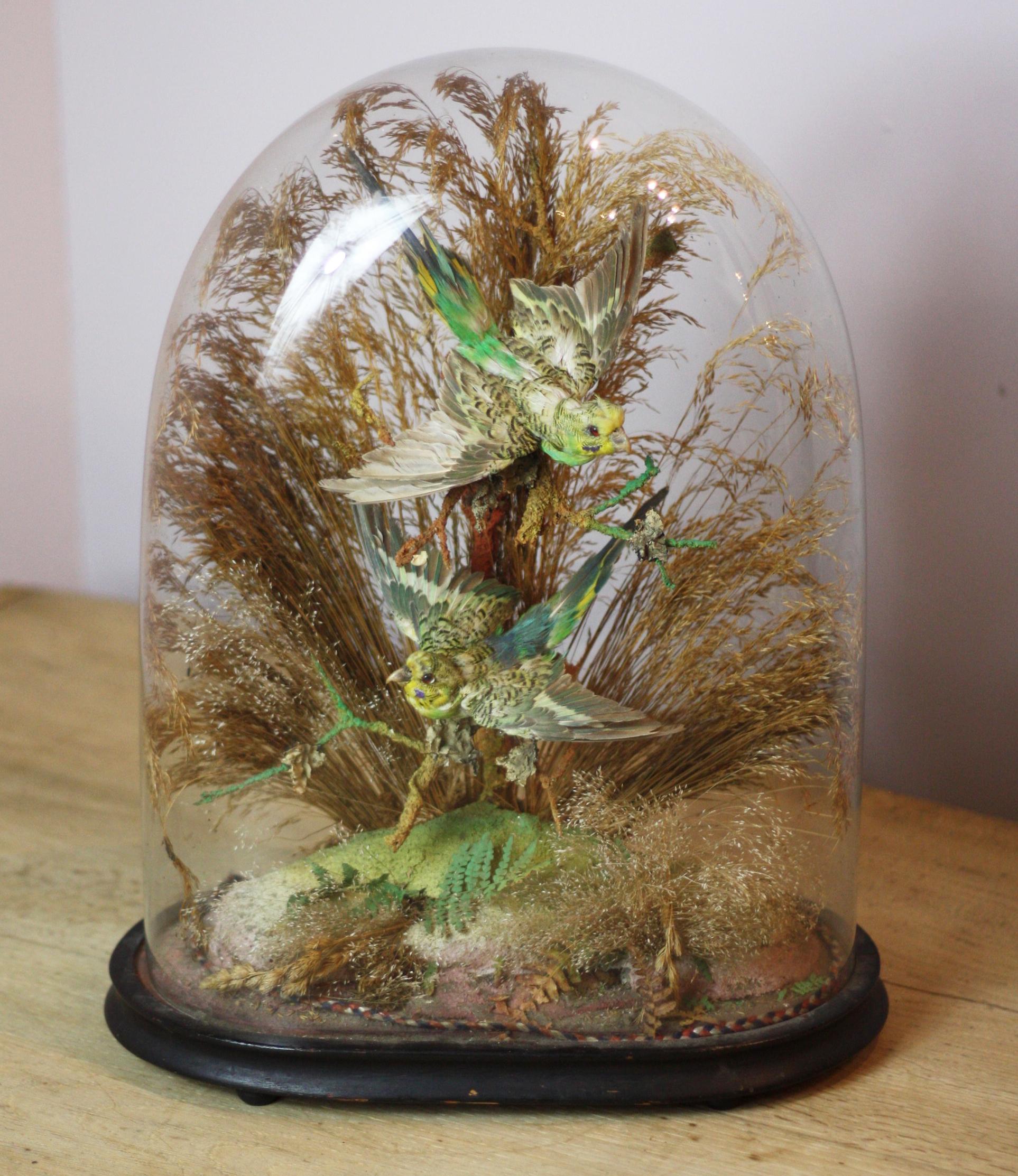 A sweet pair of exotic green taxidermy birds in a naturalistic setting, with grasses showing birds in flight with great coloring to the plumage.