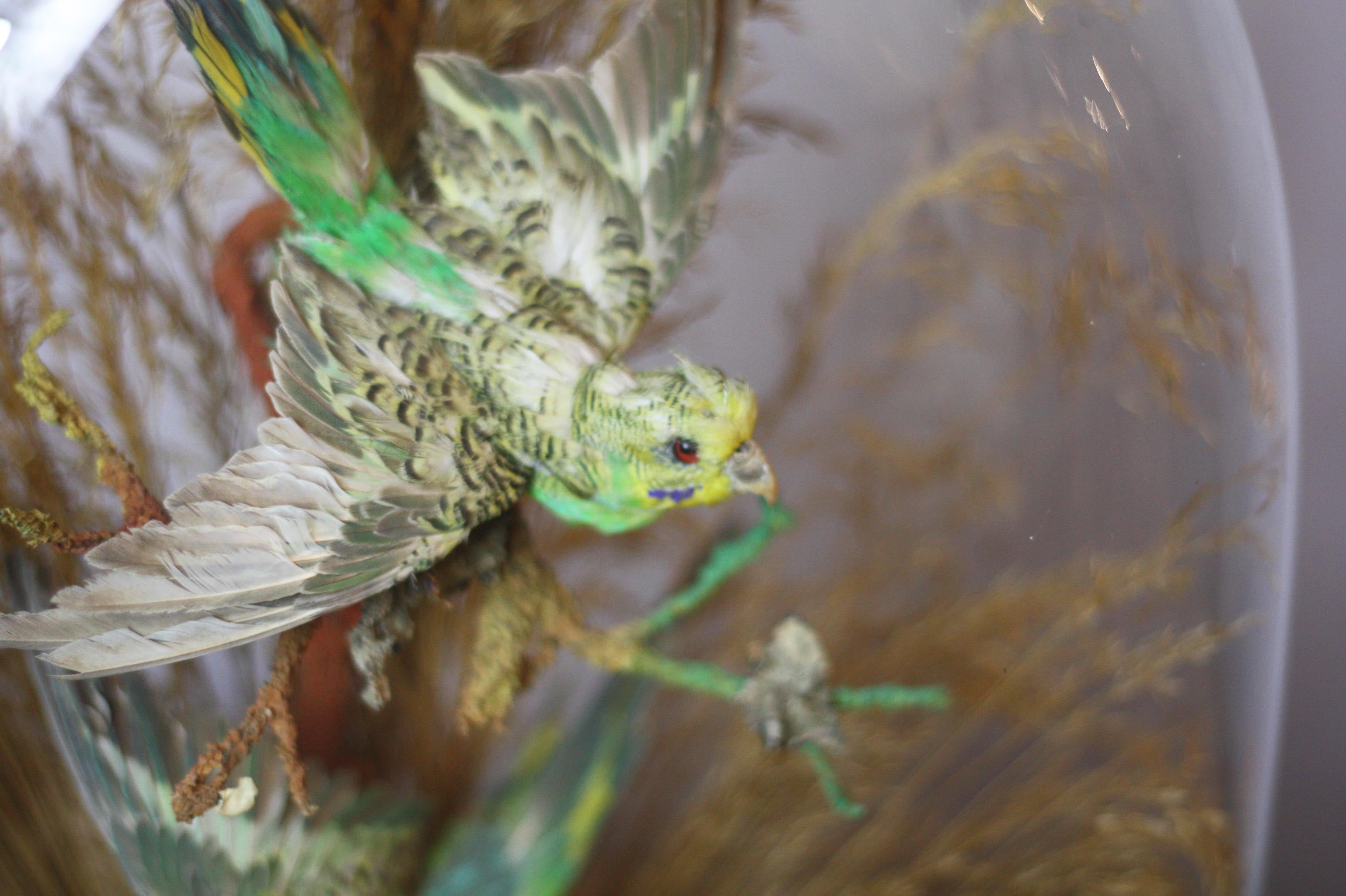 British Pair of Green Taxidermy Birds in Victorian Glass Domed Case