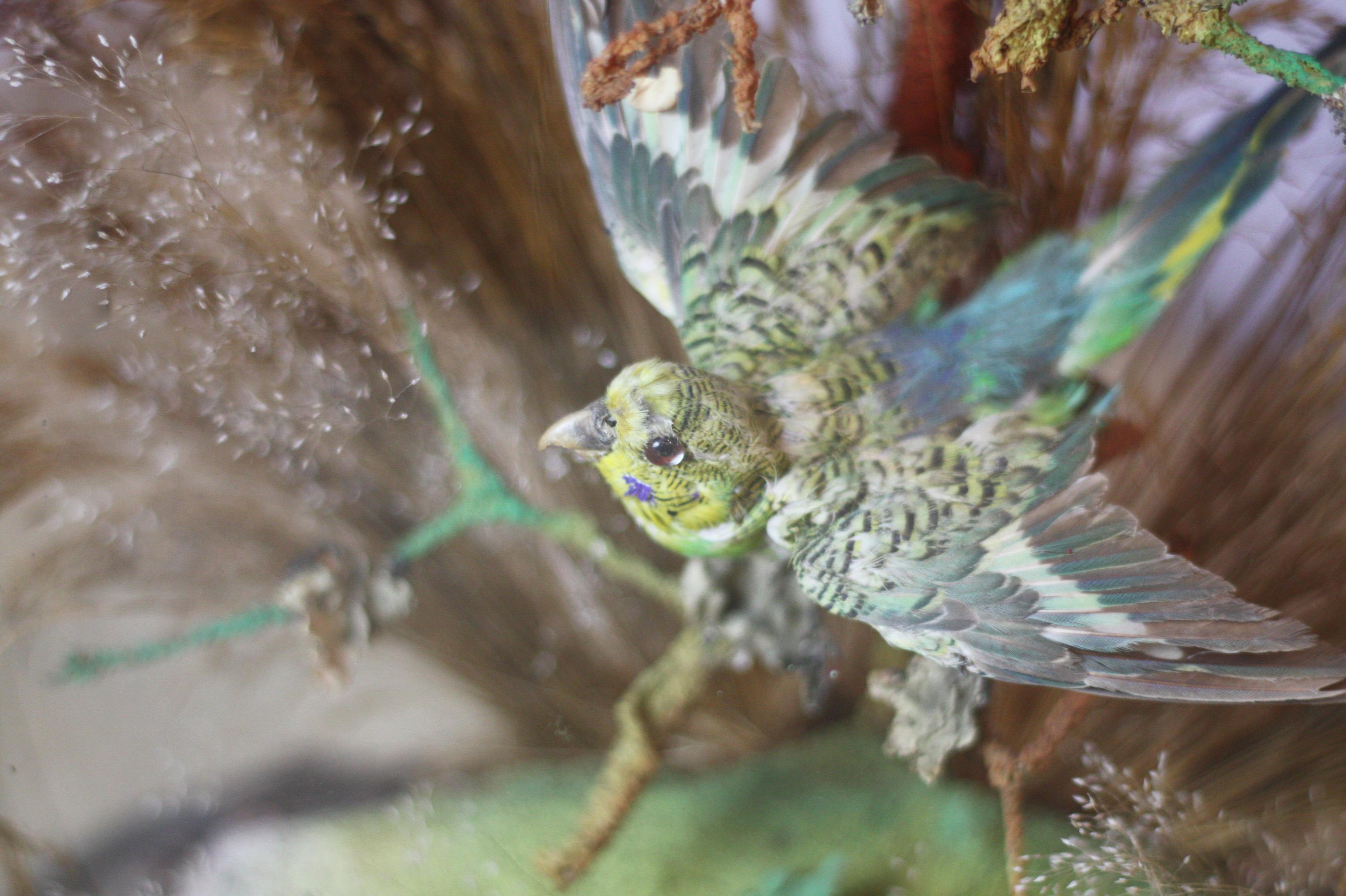 Pair of Green Taxidermy Birds in Victorian Glass Domed Case In Good Condition In Tetbury, Gloucestershire