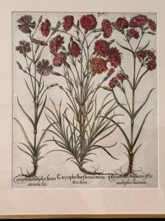Pair of hand-colored 17th Century engravings by Basilius Besler