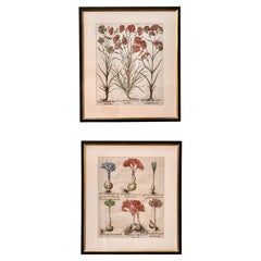 Coppia di incisioni colorate a mano del XVII secolo di Basilius Besler