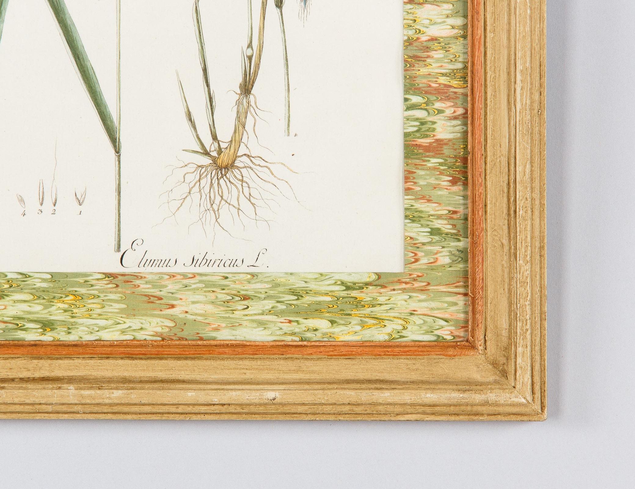Pair of Hand Colored Botanical Engravings in Painted Wood Frames, France, 1940s 10