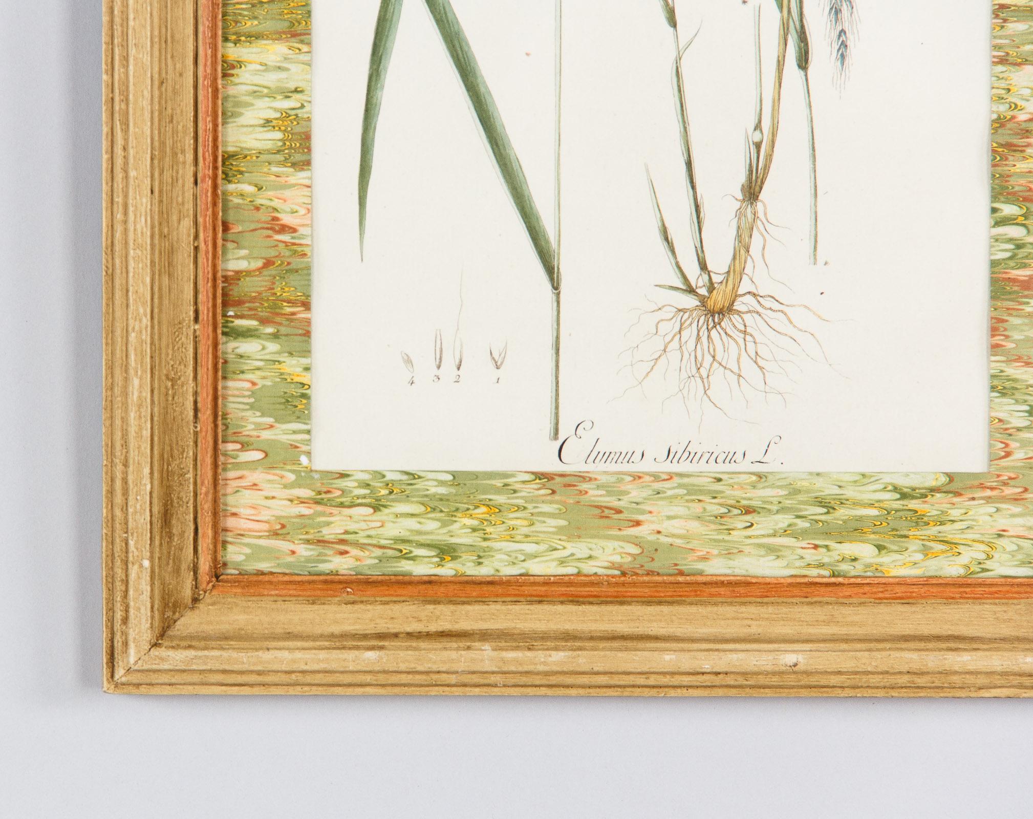 Pair of Hand Colored Botanical Engravings in Painted Wood Frames, France, 1940s 11