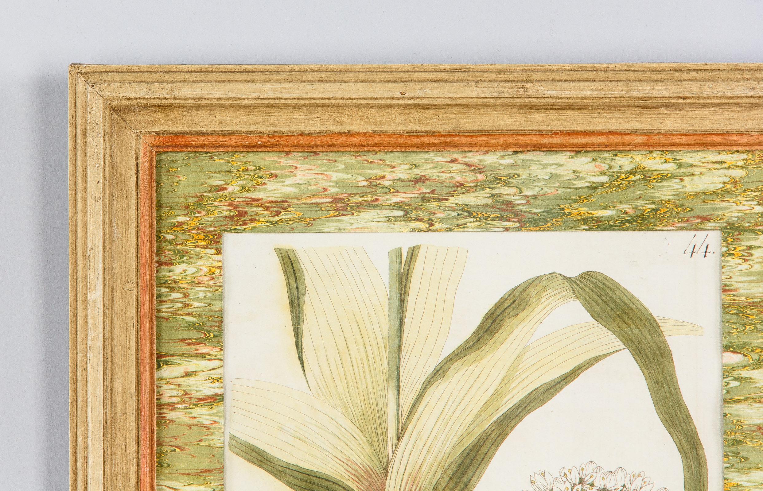 Pair of Hand Colored Botanical Engravings in Painted Wood Frames, France, 1940s 12