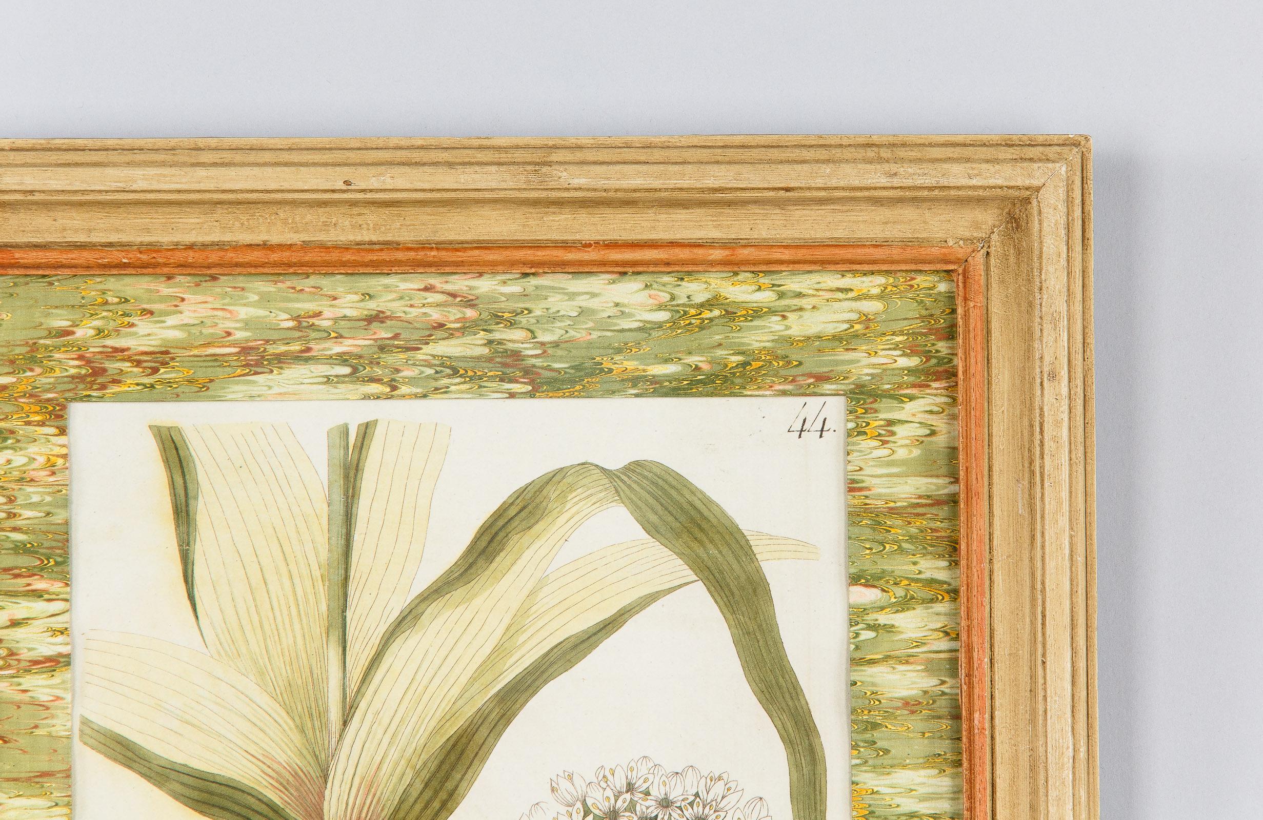 Pair of Hand Colored Botanical Engravings in Painted Wood Frames, France, 1940s 13
