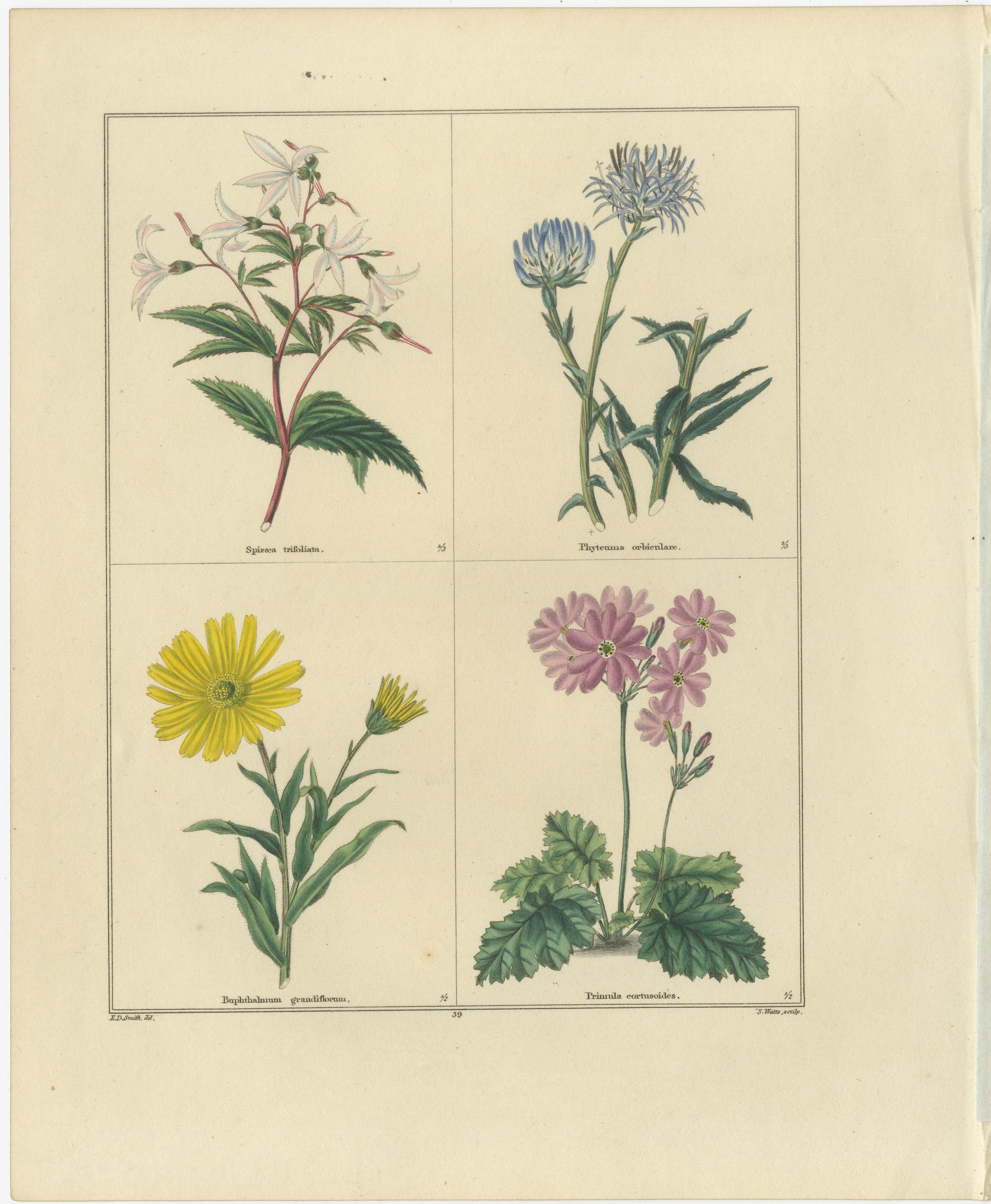 Paar handkolorierte botanische Kupferstiche von dekorativen Gartenblumen, London 1828

Beschreibung:
Dieses exquisite Paar botanischer Stiche aus dem frühen 19. Jahrhundert zeigt die Anmut und Präzision der englischen Naturkundekunst in ihrer