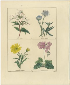 Paar handkolorierte botanische Kupferstiche von dekorativen Gartenblumen, 1828