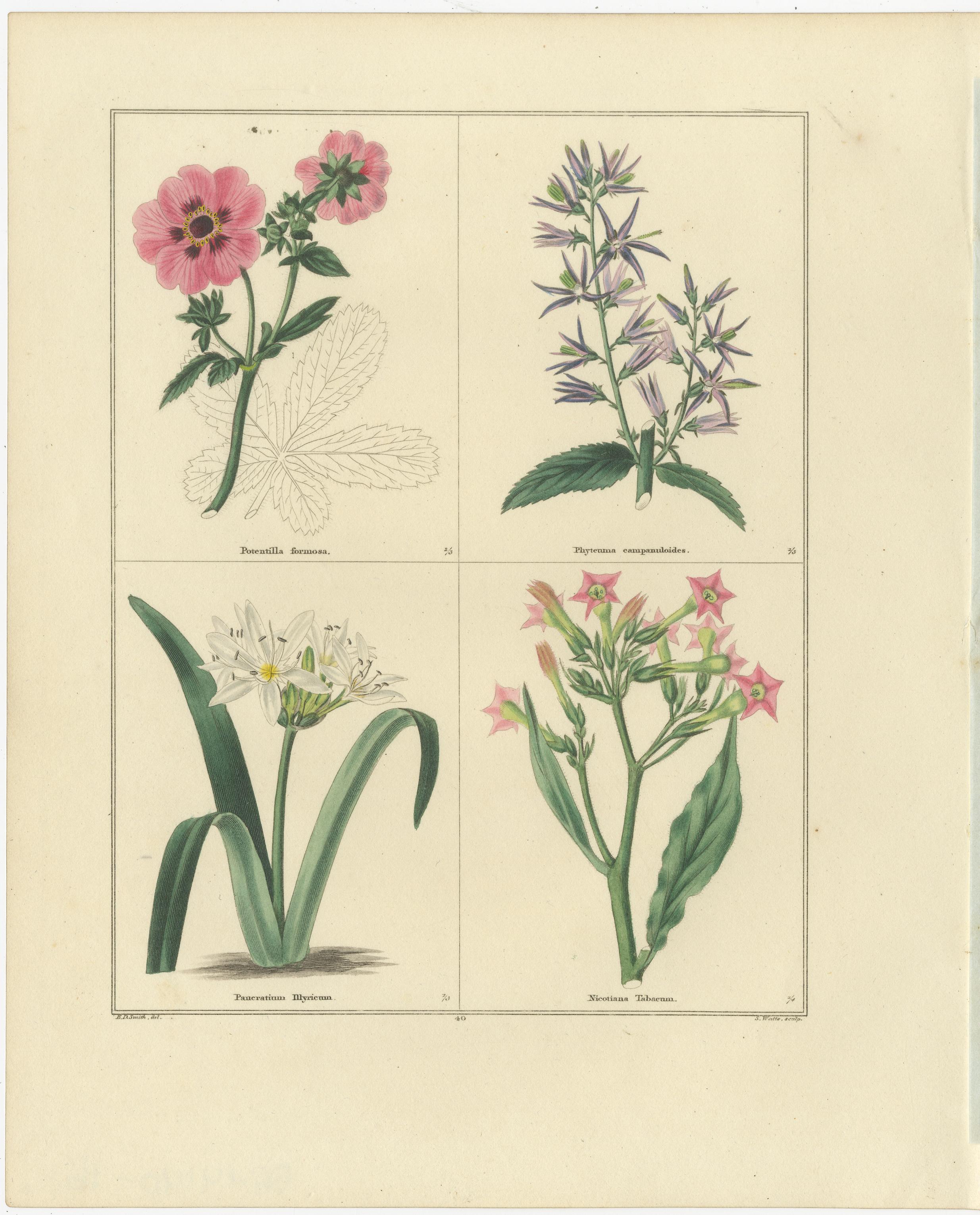 Paar handkolorierte botanische Kupferstiche von dekorativen Gartenblumen, 1828 (Britisch) im Angebot