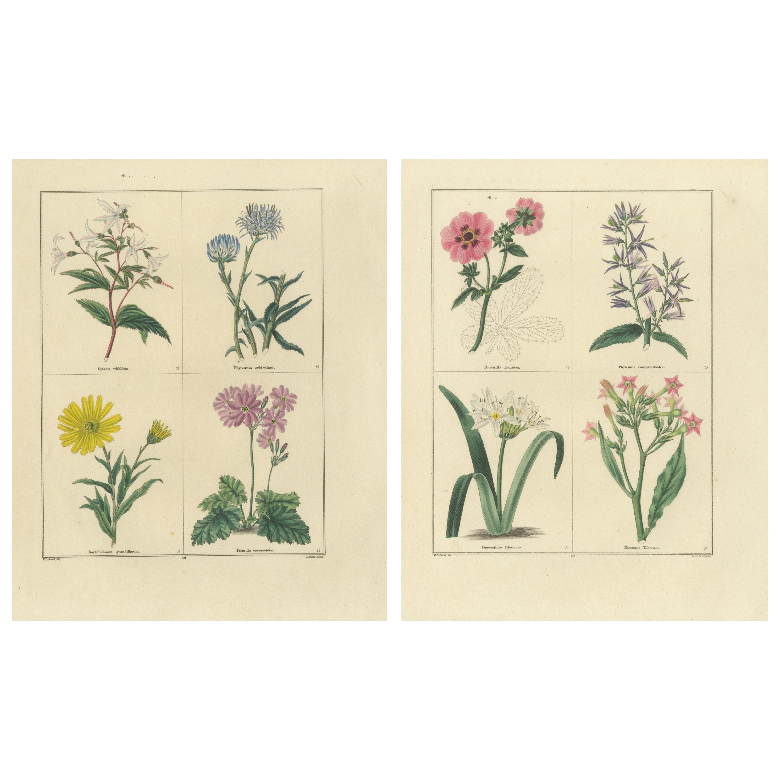 Paar handkolorierte botanische Kupferstiche von dekorativen Gartenblumen, 1828